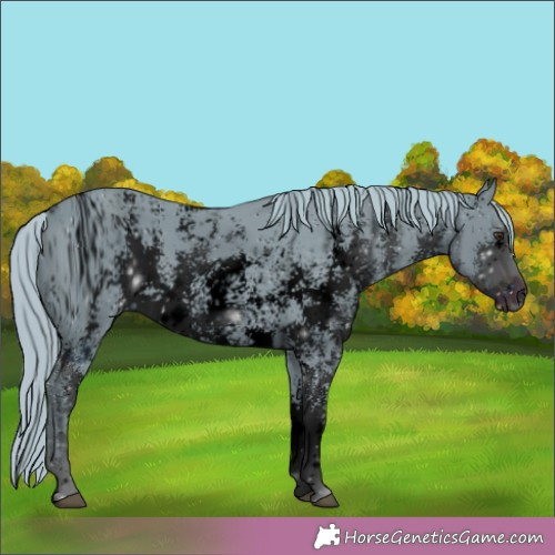 Horse Color:ERROR: UNKNOWN ANOMALY