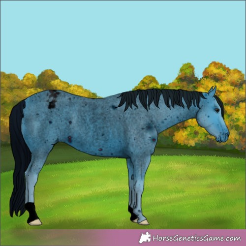 Horse Color:ERROR: UNKNOWN ANOMALY