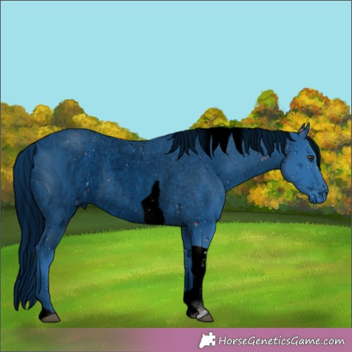 Horse Color:ERROR: UNKNOWN ANOMALY