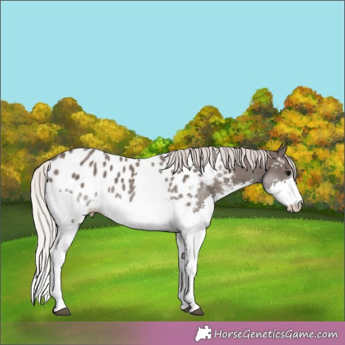 Horse Color:Silver Black Splash Appaloosa Rabicano 