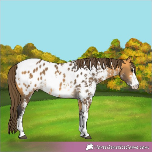 Horse Color:Buckskin Sabino Appaloosa Rabicano 