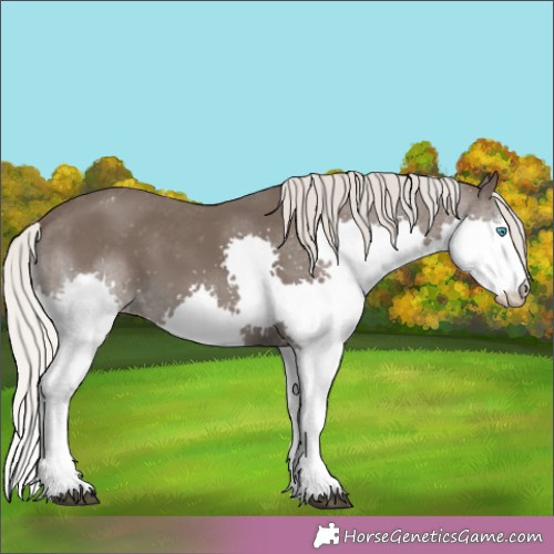 Horse Color:Silver Black Splash Appaloosa 