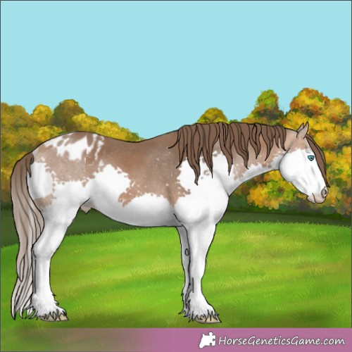 Horse Color:Brown Splash Appaloosa Rabicano 