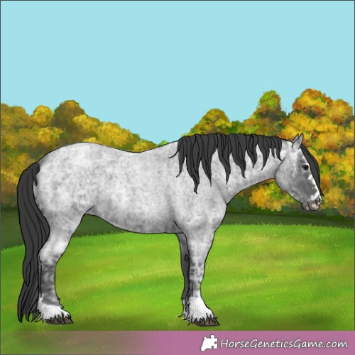 Horse Color:Blue Ice Roan 