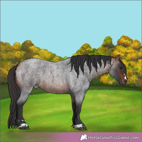 Horse Color:Brown Roan 
