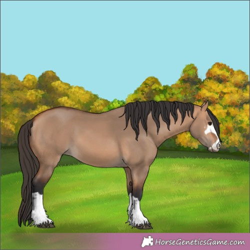 Horse Color:Bay Dun 