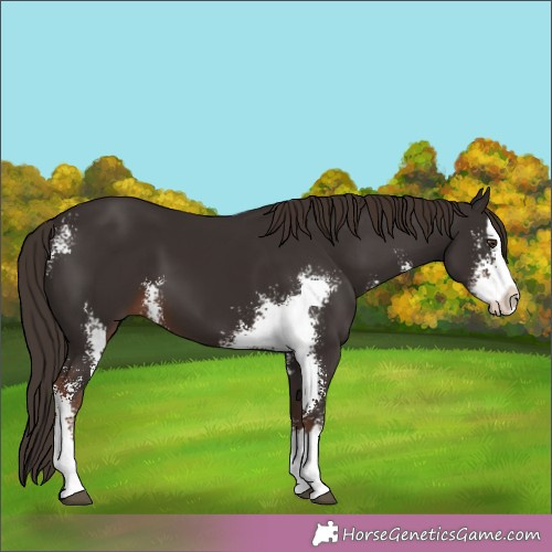 Horse Color:Liver Chestnut Sabino Splash 