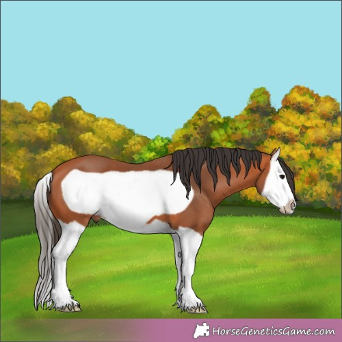 Horse Color:Bay Splash Frame 