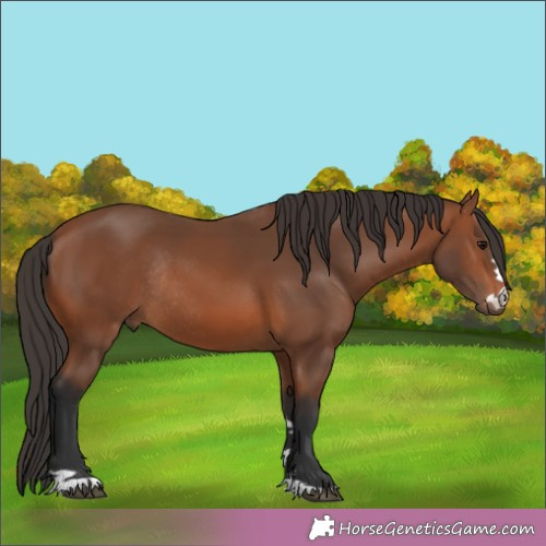 Horse Color:Brown Rabicano 