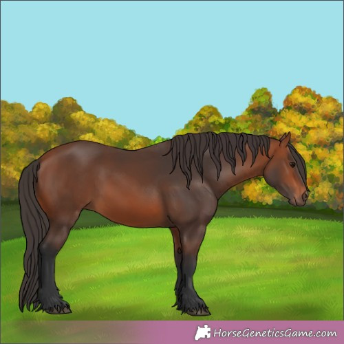 Horse Color:Brown Rabicano 