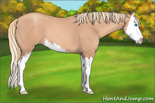Horse Color: Gold Champagne Sabino Splash 