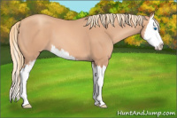 Horse Color:Gold Champagne Sabino Splash