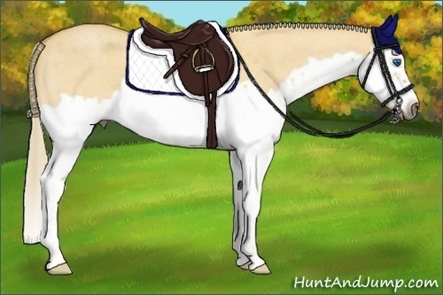 Horse Color:Gray Palomino Roan Dun Splash Frame Rabicano