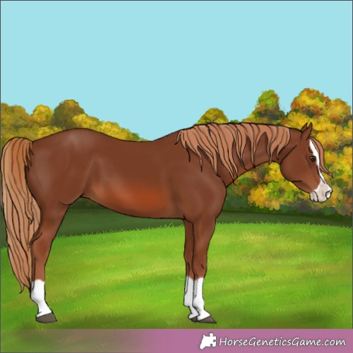 Horse Color:Chestnut Splash 