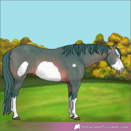 Horse Color:Watercolor Brown Splash Frame 