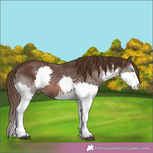 Horse Color:White Spotted Liver Chestnut Splash 