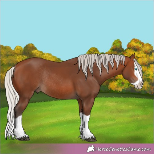 Horse Color:Silver Brown Splash Rabicano 
