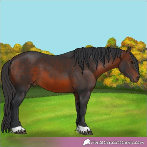 Horse Color:Brown 