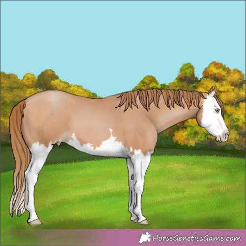 Horse Color:Bay Pearl Splash 