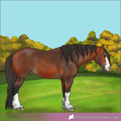 Horse Color:Bay 