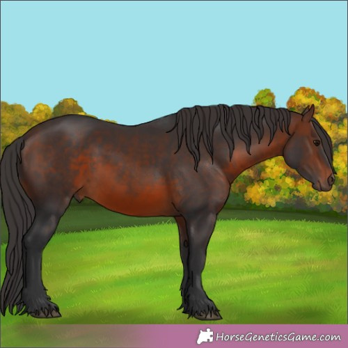 Horse Color:Brown 