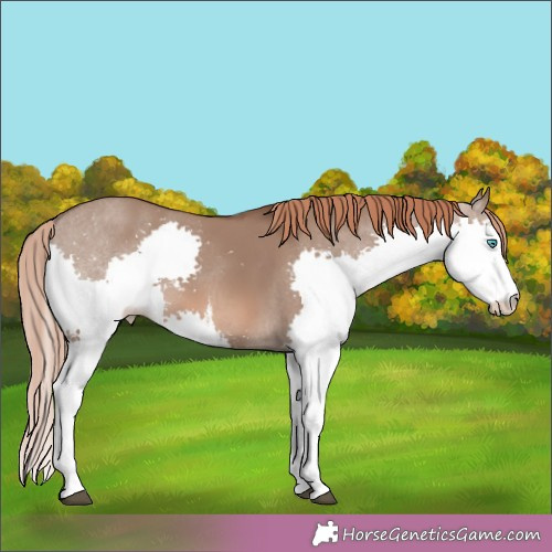 Horse Color:White Spotted Liver Red Dun Splash 