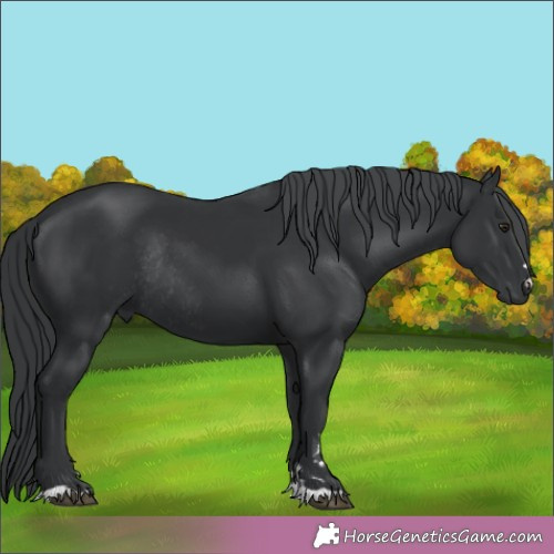 Horse Color:Black Chinchilla Rabicano 