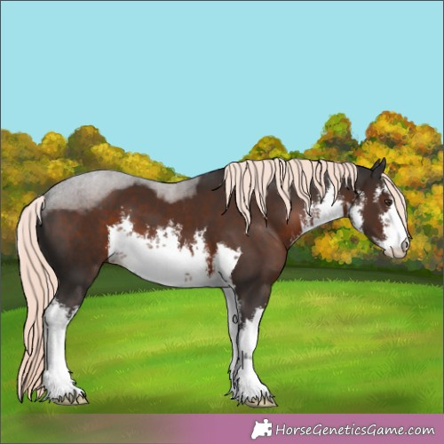 Horse Color:White Spotted Liver Chestnut Mushroom 