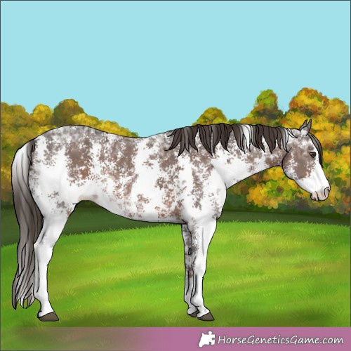 Horse Color:Liver Chestnut Ice Sabino 