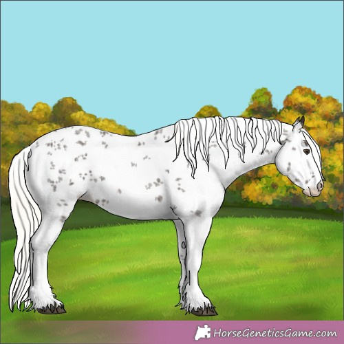 Horse Color:White Spotted Liver Chestnut Mushroom Sabino 