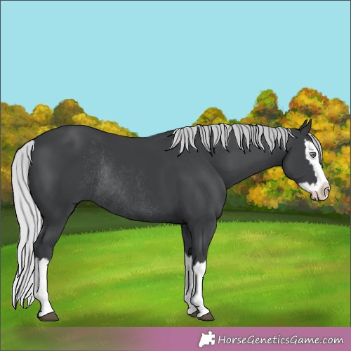 Horse Color:Silver Black Chinchilla Splash Rabicano 