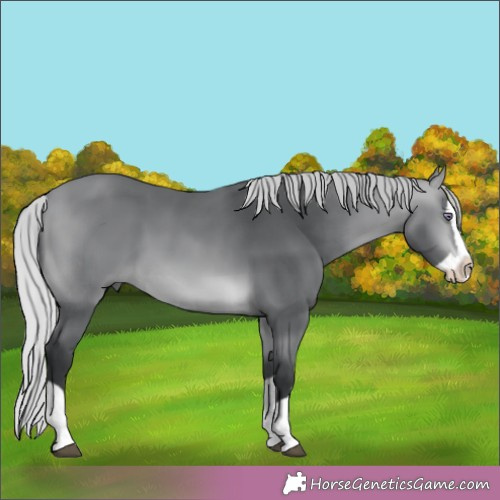 Horse Color:Silver Brown Chinchilla Splash 