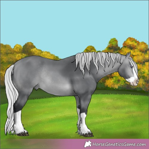 Horse Color:Silver Brown Chinchilla Splash Rabicano 