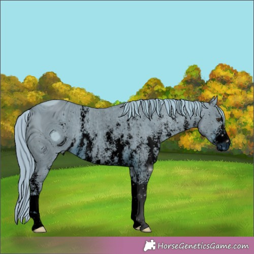 Horse Color:ERROR: UNKNOWN ANOMALY