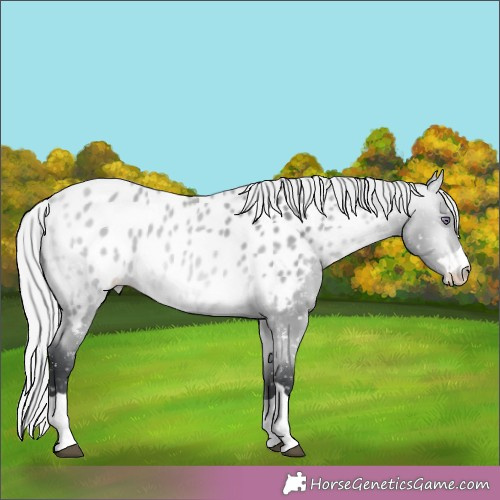 Horse Color:Silver Bay Chinchilla Appaloosa 