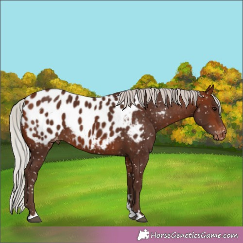 Horse Color:Silver Bay Appaloosa 