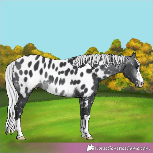 Horse Color:Silver Brown Chinchilla Appaloosa 