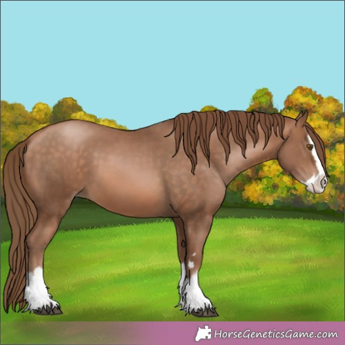 Horse Color:Bay Pearl Splash 