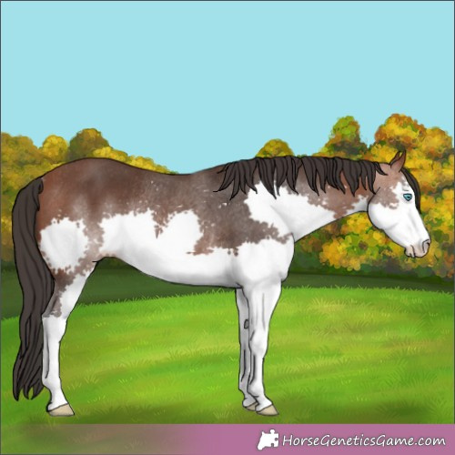 Horse Color:Brown Splash Rabicano 