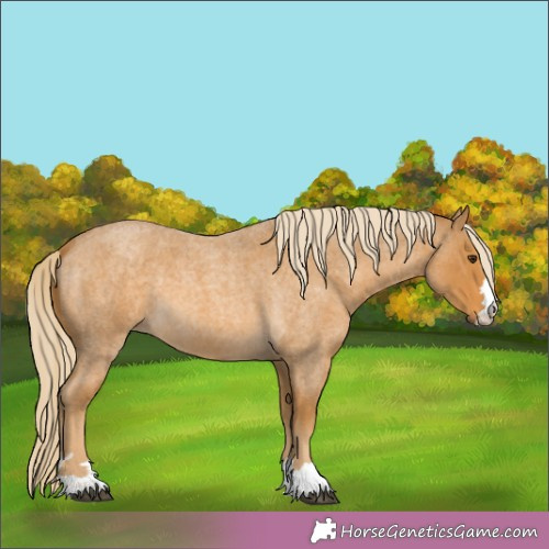 Horse Color:Palomino Roan 