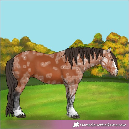 Horse Color:Bay Ice 