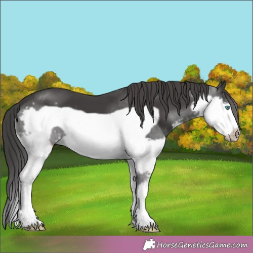 Horse Color:Black Splash Frame