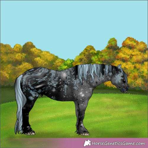 Horse Color:ERROR: UNKNOWN ANOMALY