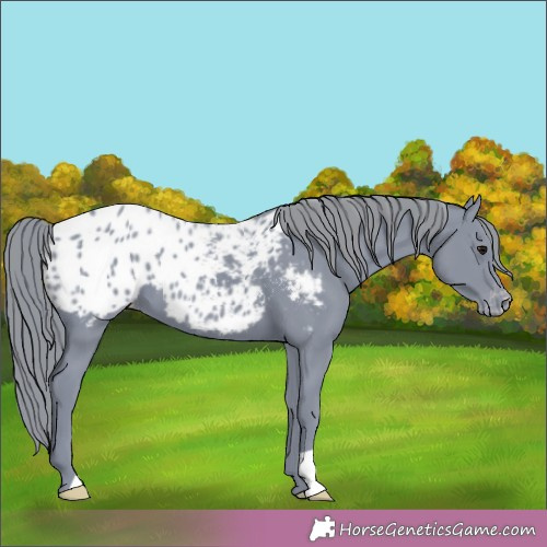Horse Color:Watercolor Black Appaloosa 