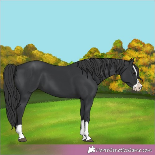 Horse Color:Black Splash 