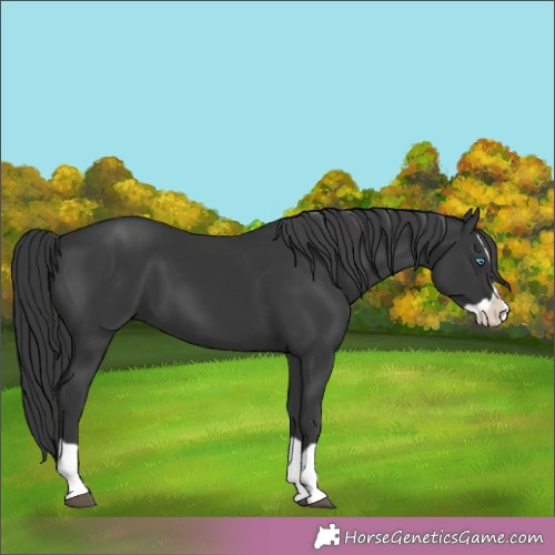Horse Color:Black Splash 