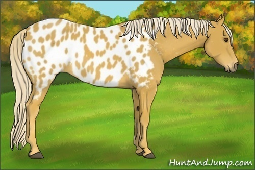 Horse Color:Gray Palomino Blanket