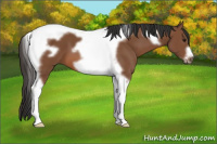 Horse Color:Bay Tobiano Frame 