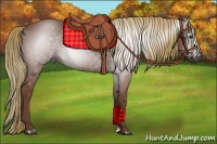 Horse Color:Gray Chestnut 