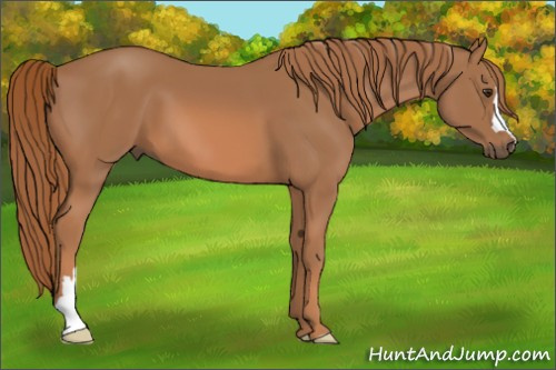Horse Color: Chestnut 